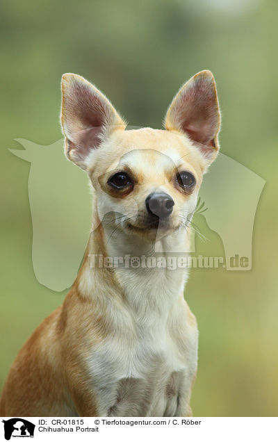 Chihuahua Portrait / Chihuahua Portrait / CR-01815