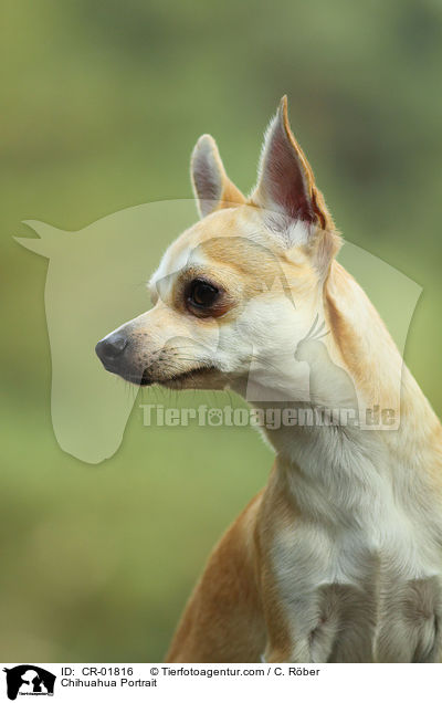 Chihuahua Portrait / Chihuahua Portrait / CR-01816