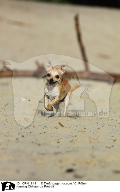 rennender Chihuahua / running Chihuahua Portrait / CR-01818