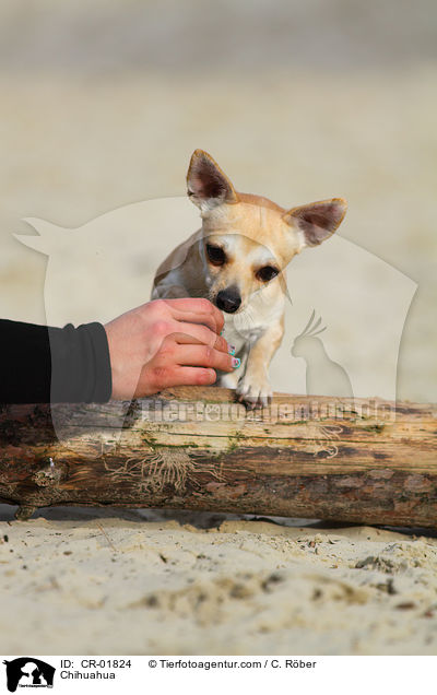 Chihuahua / Chihuahua / CR-01824