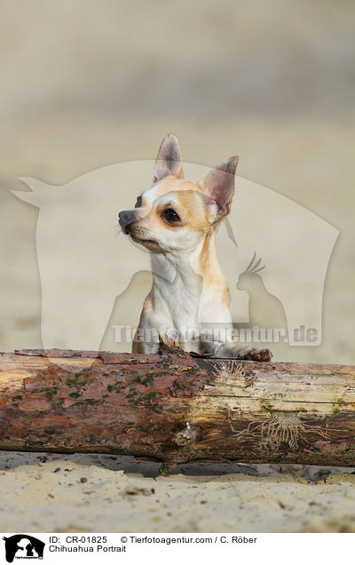 Chihuahua Portrait / Chihuahua Portrait / CR-01825