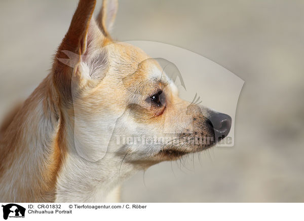 Chihuahua Portrait / Chihuahua Portrait / CR-01832
