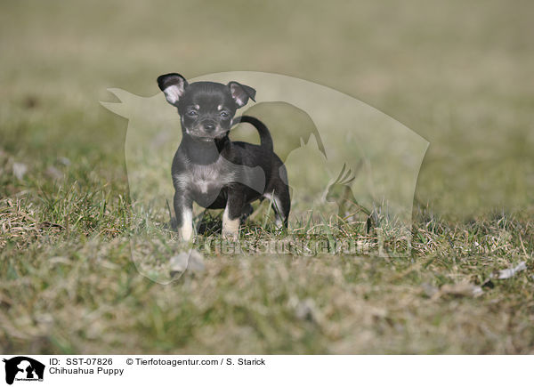Chihuahua Welpe / Chihuahua Puppy / SST-07826