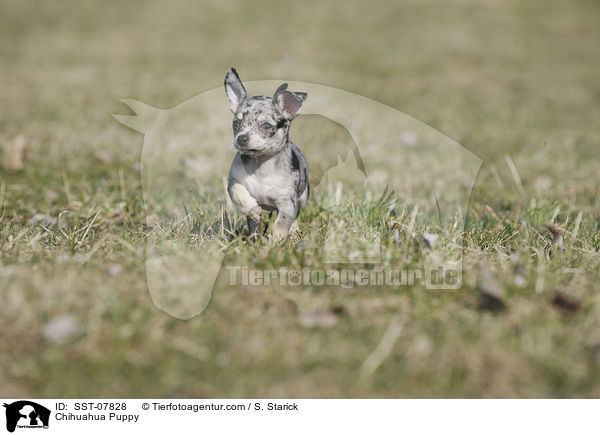 Chihuahua Welpe / Chihuahua Puppy / SST-07828