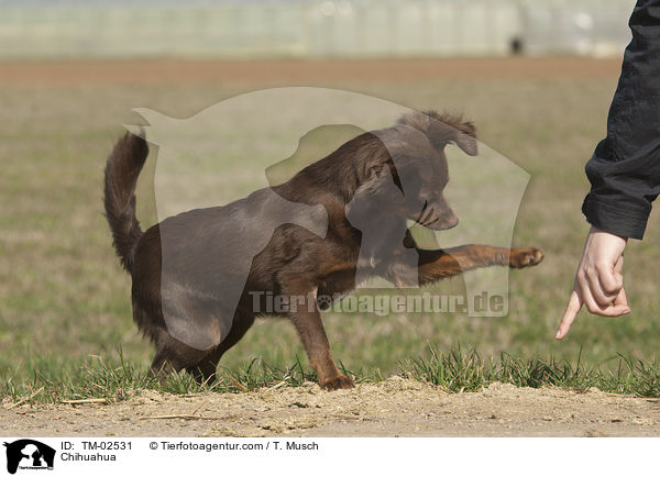 Chihuahua / Chihuahua / TM-02531