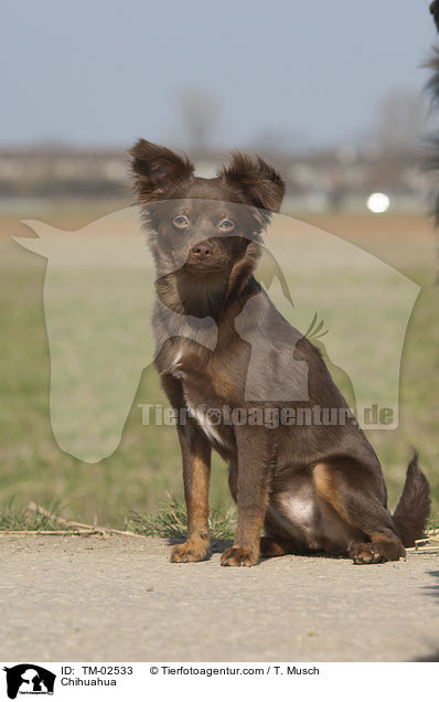 Chihuahua / Chihuahua / TM-02533