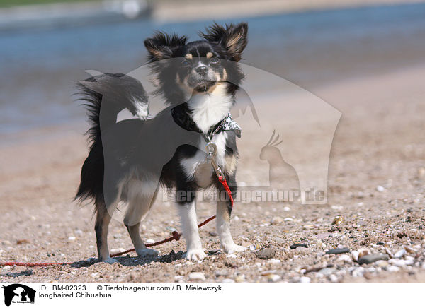 Langhaarchihuahua / longhaired Chihuahua / BM-02323