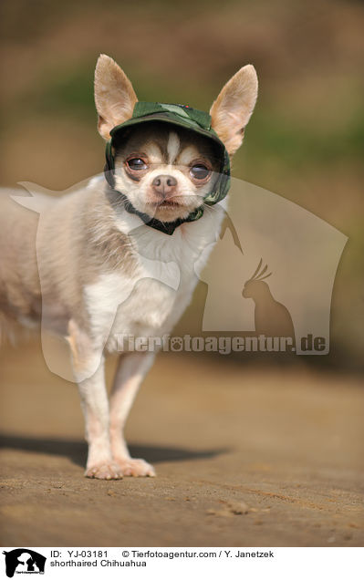 Kurzhaarchihuahua / shorthaired Chihuahua / YJ-03181