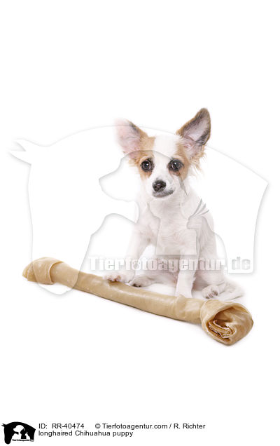 Langhaarchihuahua Welpe / longhaired Chihuahua puppy / RR-40474