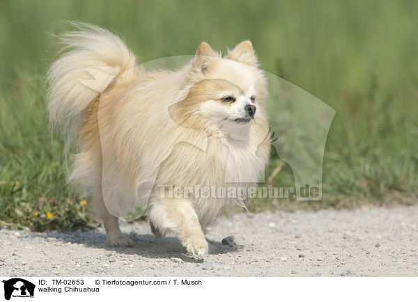 laufender Chihuahua / walking Chihuahua / TM-02653