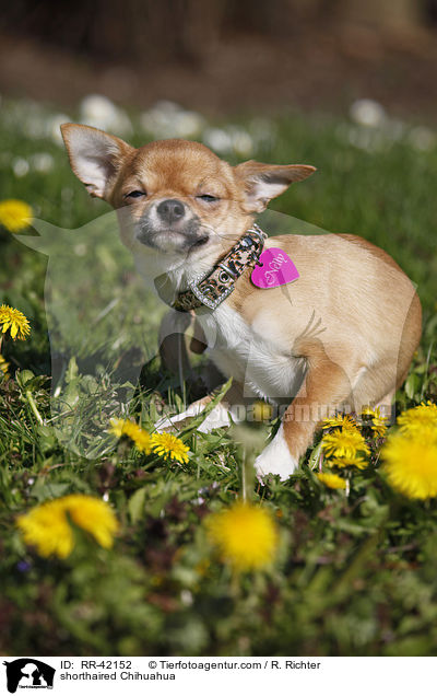 shorthaired Chihuahua / RR-42152