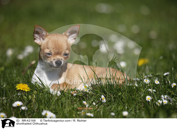 Kurzhaarchihuahua / shorthaired Chihuahua / RR-42168