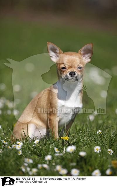 Kurzhaarchihuahua / shorthaired Chihuahua / RR-42183