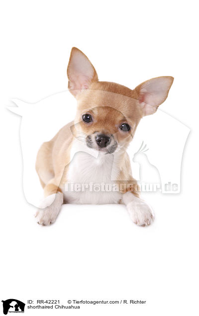 shorthaired Chihuahua / RR-42221