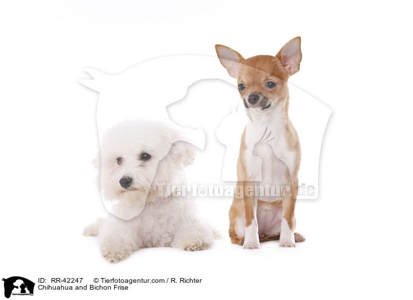 Chihuahua und Bichon Frise / Chihuahua and Bichon Frise / RR-42247