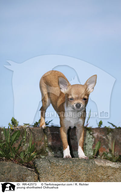 junger Kurzhaarchihuahua / young shorthaired Chihuahua / RR-42573