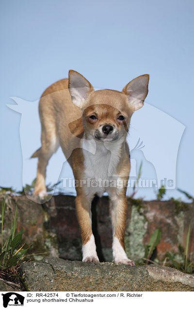 junger Kurzhaarchihuahua / young shorthaired Chihuahua / RR-42574