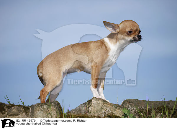 junger Kurzhaarchihuahua / young shorthaired Chihuahua / RR-42579