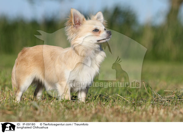 Langhaarchihuahua / longhaired Chihuahua / IF-09180