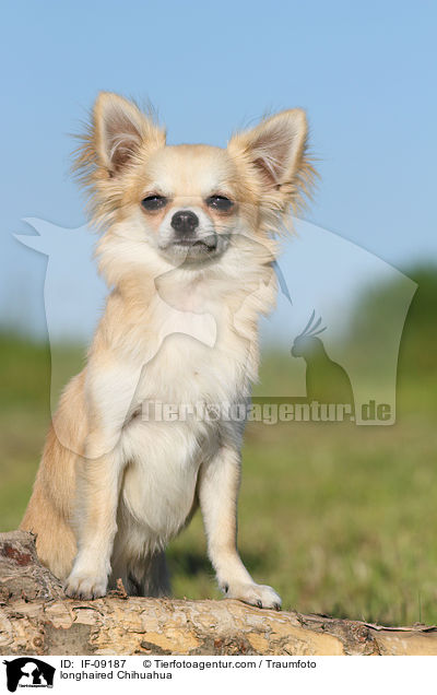 Langhaarchihuahua / longhaired Chihuahua / IF-09187