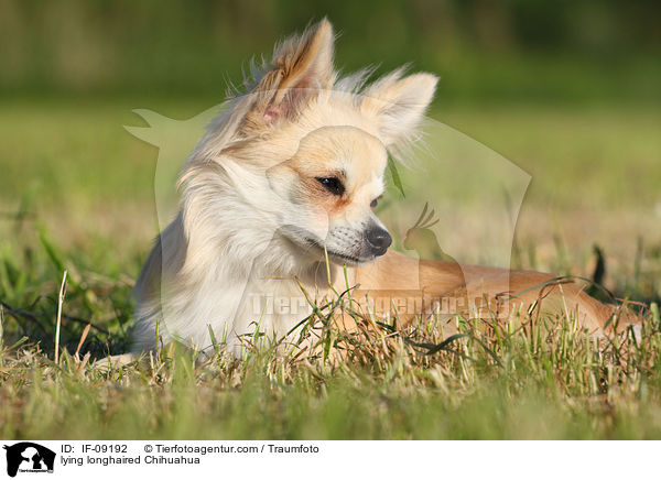 liegender Langhaarchihuahua / lying longhaired Chihuahua / IF-09192