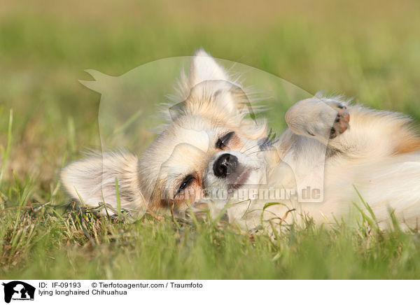 liegender Langhaarchihuahua / lying longhaired Chihuahua / IF-09193