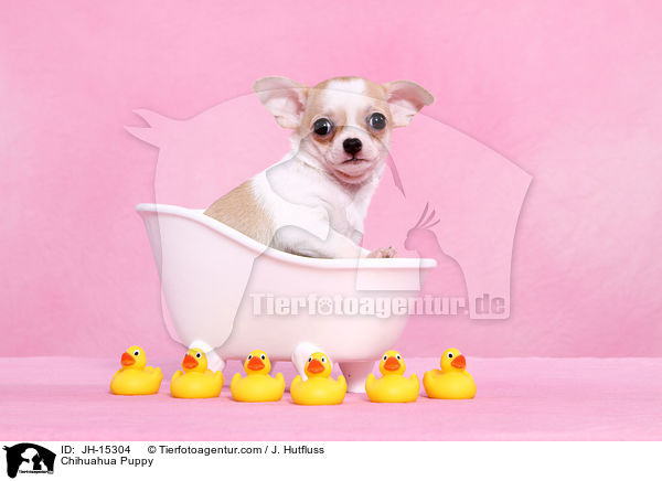 Chihuahua Welpe / Chihuahua Puppy / JH-15304