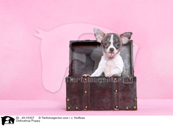 Chihuahua Welpe / Chihuahua Puppy / JH-15307
