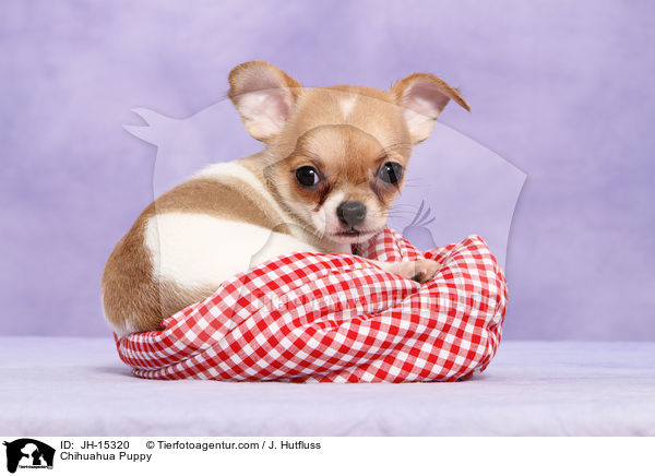 Chihuahua Welpe / Chihuahua Puppy / JH-15320