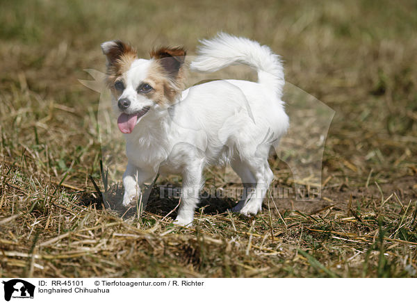 Langhaarchihuahua / longhaired Chihuahua / RR-45101