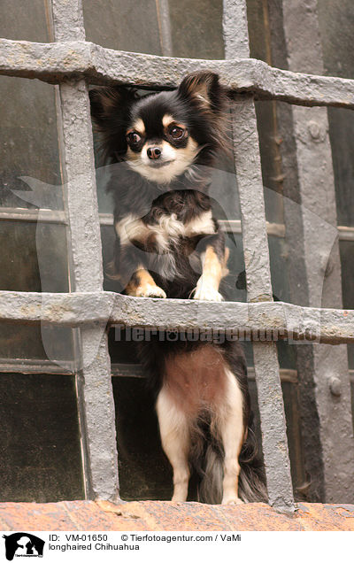 Langhaarchihuahua / longhaired Chihuahua / VM-01650
