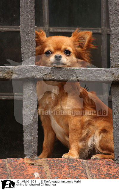sitzender Langhaarchihuahua / sitting longhaired Chihuahua / VM-01651