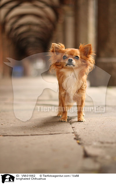Langhaarchihuahua / longhaired Chihuahua / VM-01662