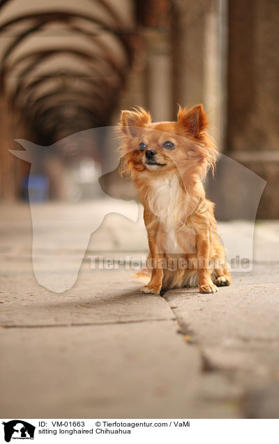 sitzender Langhaarchihuahua / sitting longhaired Chihuahua / VM-01663