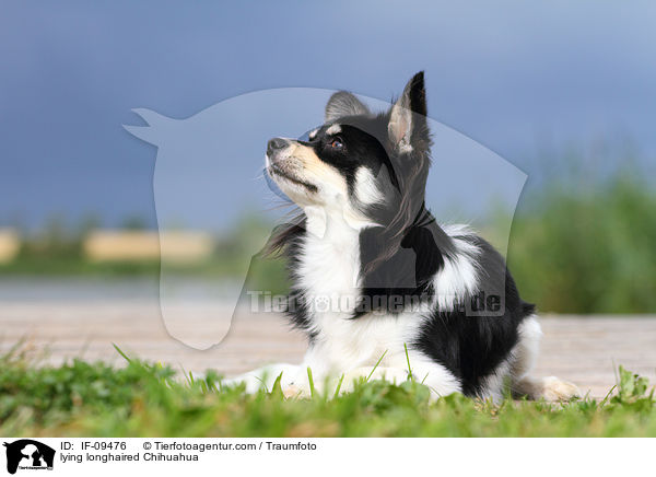 liegender Langhaarchihuahua / lying longhaired Chihuahua / IF-09476