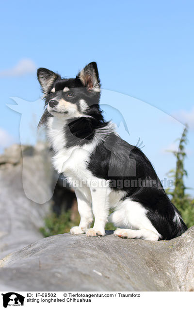 sitzender Langhaarchihuahua / sitting longhaired Chihuahua / IF-09502
