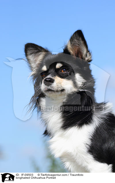 Langhaarchihuahua Portrait / longhaired Chihuahua Portrait / IF-09503