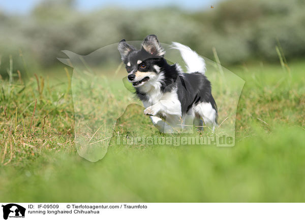 rennender Langhaarchihuahua / running longhaired Chihuahua / IF-09509