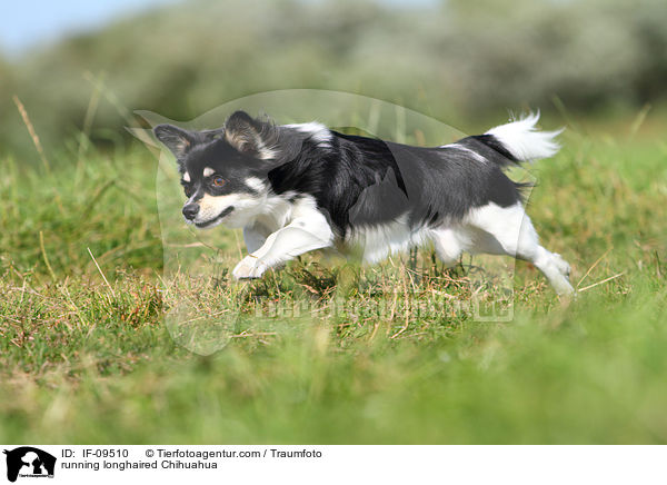 rennender Langhaarchihuahua / running longhaired Chihuahua / IF-09510