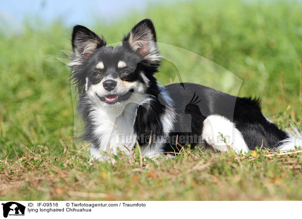 liegender Langhaarchihuahua / lying longhaired Chihuahua / IF-09516