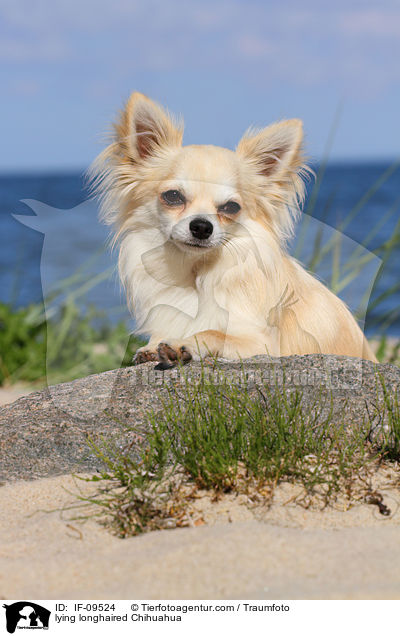 liegender Langhaarchihuahua / lying longhaired Chihuahua / IF-09524