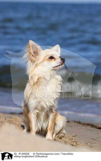 sitzender Langhaarchihuahua / sitting longhaired Chihuahua / IF-09528
