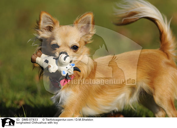 longhaired Chihuahua with toy / DMS-07833
