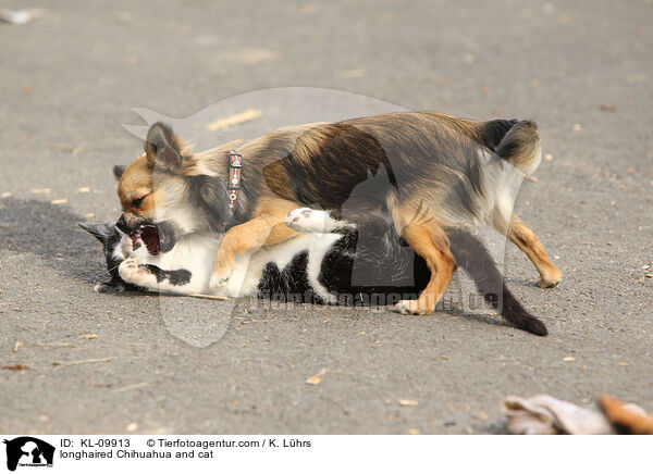 Langhaarchihuahua und Katze / longhaired Chihuahua and cat / KL-09913