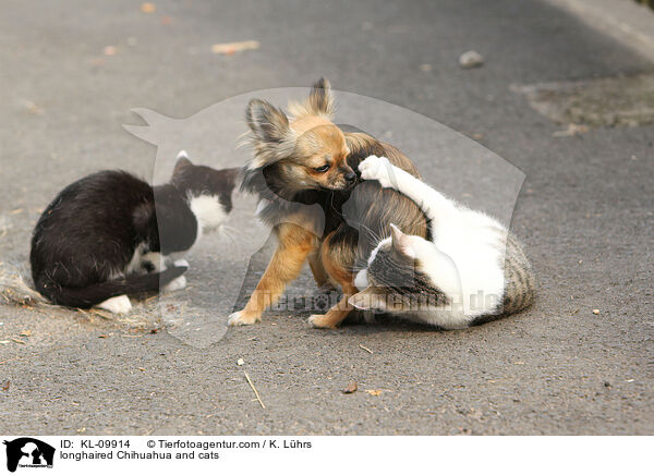 longhaired Chihuahua and cats / KL-09914