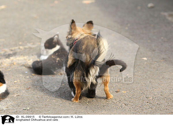 Langhaarchihuahua und Katzen / longhaired Chihuahua and cats / KL-09915