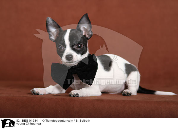 junger Chihuahua / young Chihuahua / BES-01684