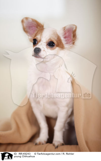 junger Chihuahua / young Chihuahua / RR-49243