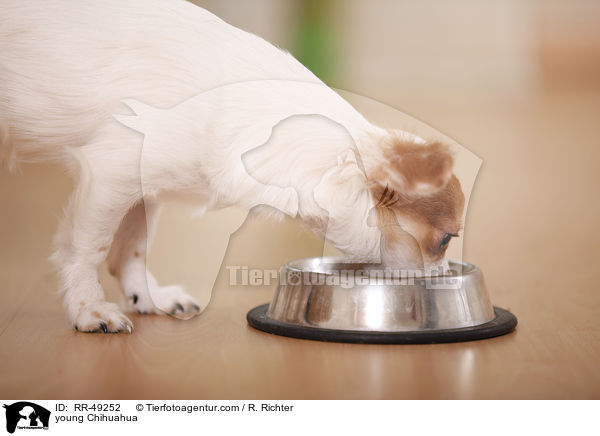junger Chihuahua / young Chihuahua / RR-49252