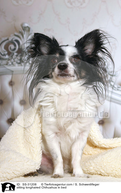 sitzender Langhaarchihuahua im Bett / sitting longhaired Chihuahua in bed / SS-31208
